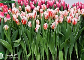 Tulipa Happy Generation ® (1)